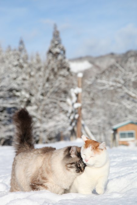 Shiro, best known as the basket cat, with a friend